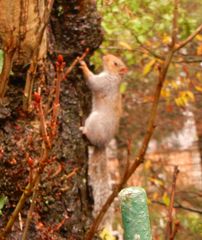Sciurus carolinensis