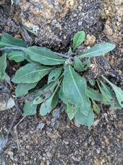 Centaurea pectinata
