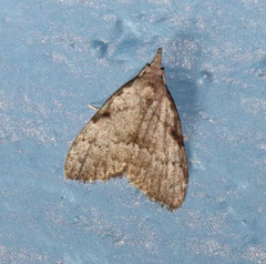 Nola involuta