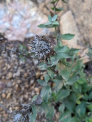 Centaurea pectinata