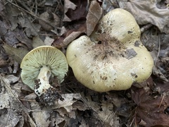 Tricholoma palustre
