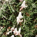 Astragalus balearicus - Photo (c) biodivinf, algunos derechos reservados (CC BY-NC-SA)