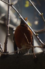 Turdus migratorius
