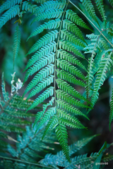 Pteris deflexa