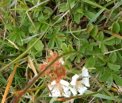Potentilla clusiana