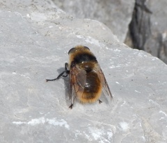 Cephenemyia stimulator