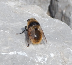 Cephenemyia stimulator