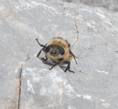 Cephenemyia stimulator
