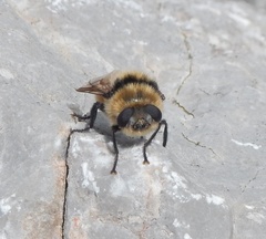 Cephenemyia stimulator