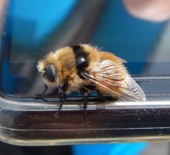 Cephenemyia stimulator