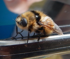 Cephenemyia stimulator
