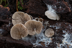 Entoloma byssisedum