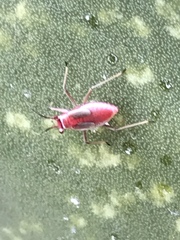 Hesperolabops gelastops