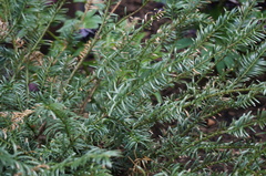 Cephalotaxus