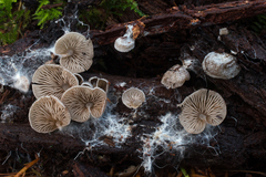 Entoloma byssisedum