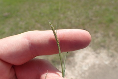 Alopecurus carolinianus