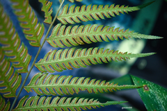 Pteris deflexa