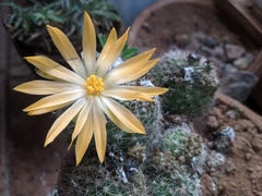 Mammillaria beneckei