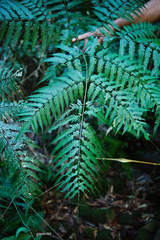 Pteris deflexa
