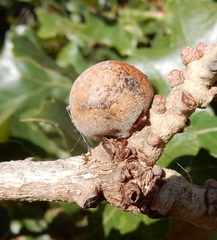 Disholcaspis quercusglobulus