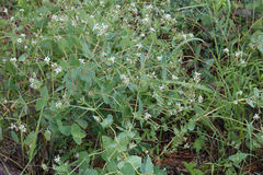 Guardiola platyphylla