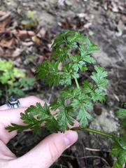 Anthriscus sylvestris