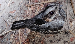 Caprimulgus rufigena