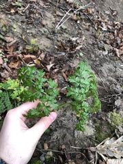 Anthriscus sylvestris