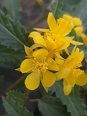 Corchorus asplenifolius