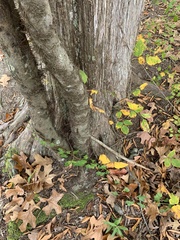 Toxicodendron radicans