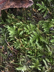 Brachythecium rutabulum