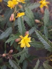 Corchorus asplenifolius
