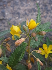 Corchorus asplenifolius