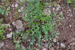 Guardiola platyphylla