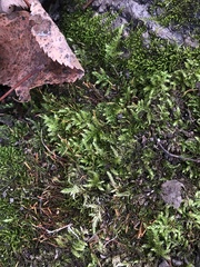 Brachythecium rutabulum