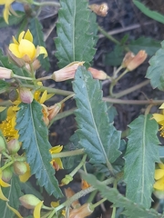 Corchorus asplenifolius