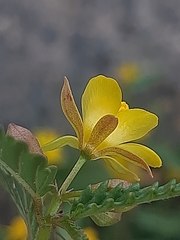 Corchorus asplenifolius