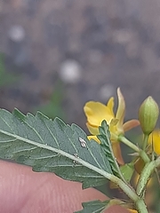 Corchorus asplenifolius