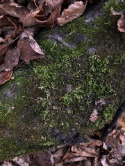 Brachythecium rutabulum