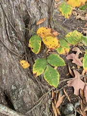Toxicodendron radicans