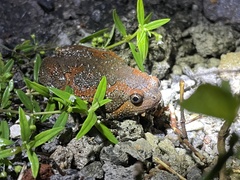 Uperodon taprobanicus