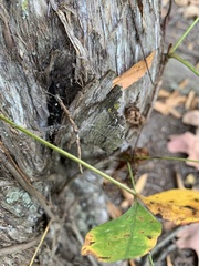 Toxicodendron radicans