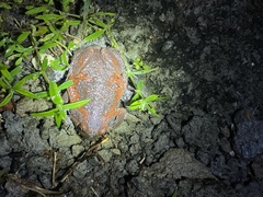 Uperodon taprobanicus
