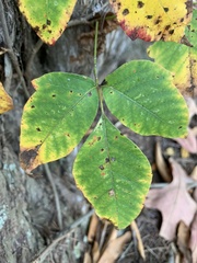 Toxicodendron radicans