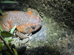 Uperodon taprobanicus