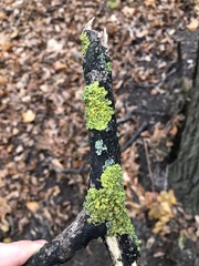 Xanthoria parietina