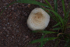Agaricus nanaugustus