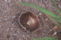 Agaricus nanaugustus