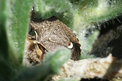 Holcostethus albipes