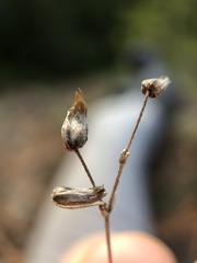 Cerastium arvense strictum